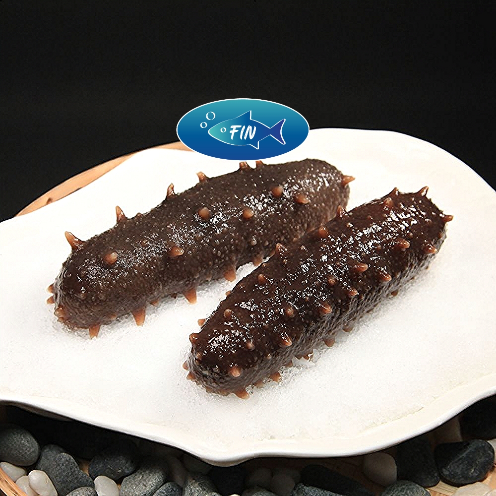 Spined Sea Cucumber