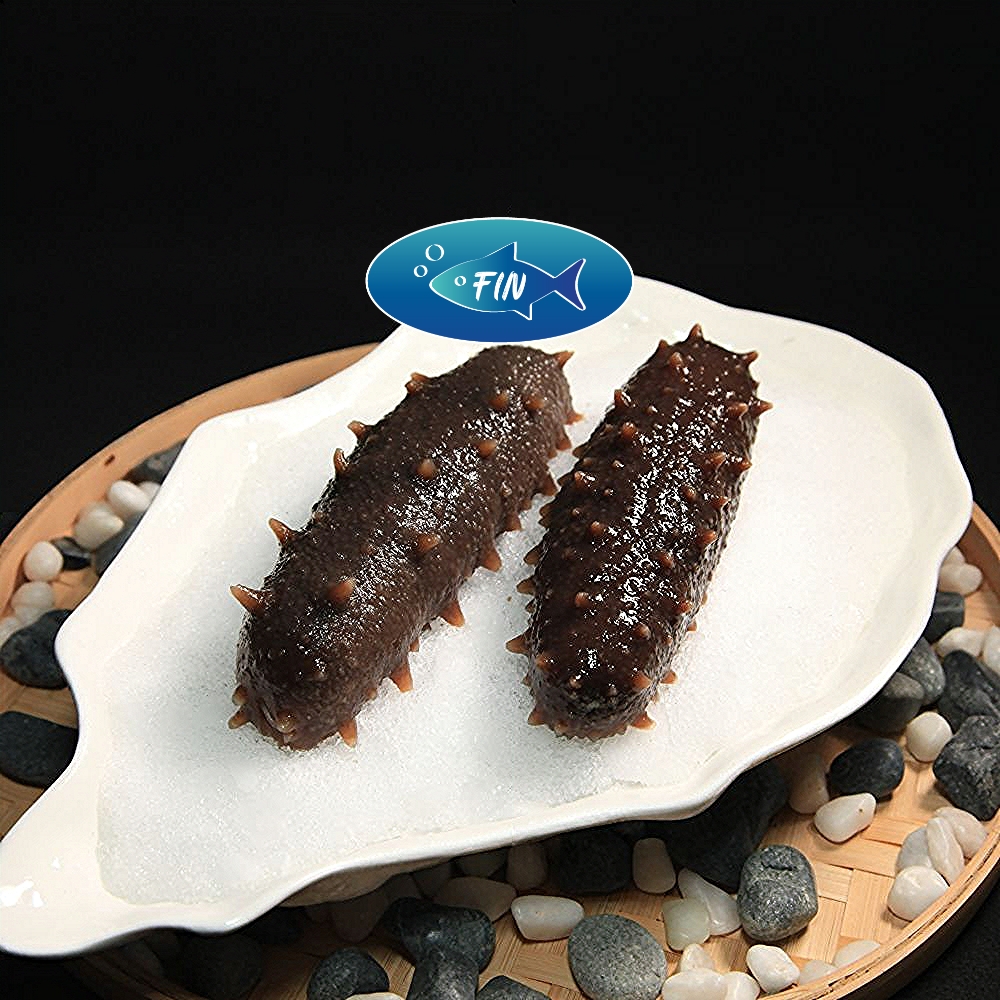 Spined Sea Cucumber
