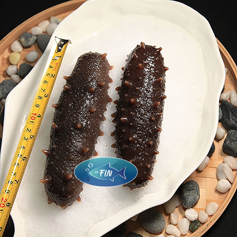 Spined Sea Cucumber